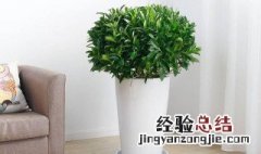 房间里适合养什么植物名贵 房间里适合养什么植物