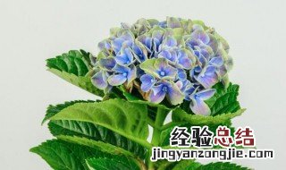 小苗绣球花养殖方法和注意事项 小苗绣球花当年开花吗