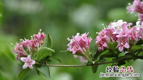 这花有花无叶,有叶无花,被称作“死亡之花”!