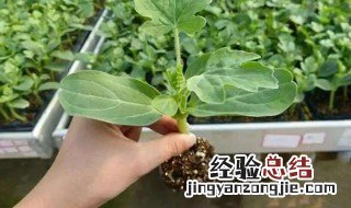 西瓜子种植的方法 如何种西瓜子