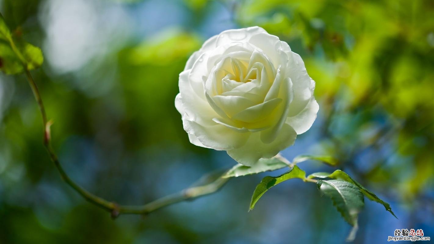 白玫瑰花语是什么