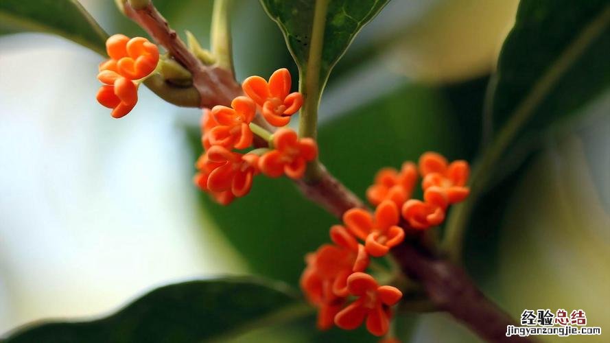 桂花的花语,桂花什么时候开花