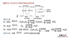 植物的呼吸作用