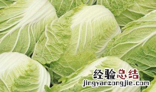 冬季怎样储存大白菜 储存大白菜的最佳方法