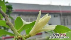 丝瓜催芽和移植