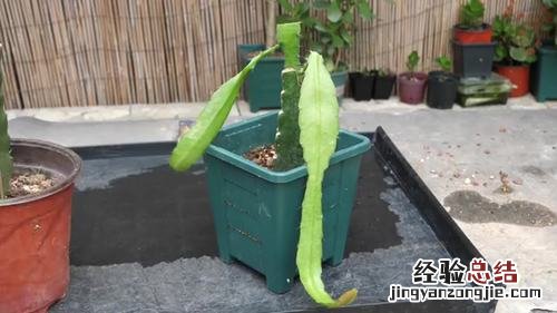 令箭荷花冬天怎么养,冬天可以修剪吗