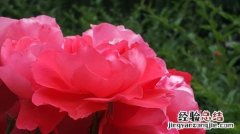 石家庄市的市花是什么