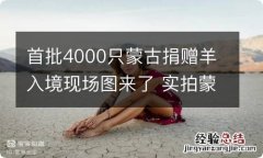 首批4000只蒙古捐赠羊入境现场图来了 实拍蒙古国捐赠的羊