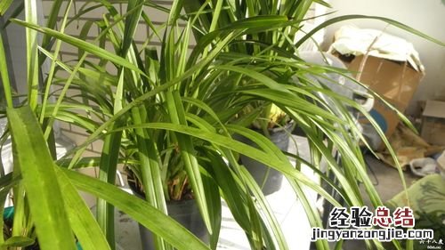 怎么让大花蕙兰开花，花期怎么养护