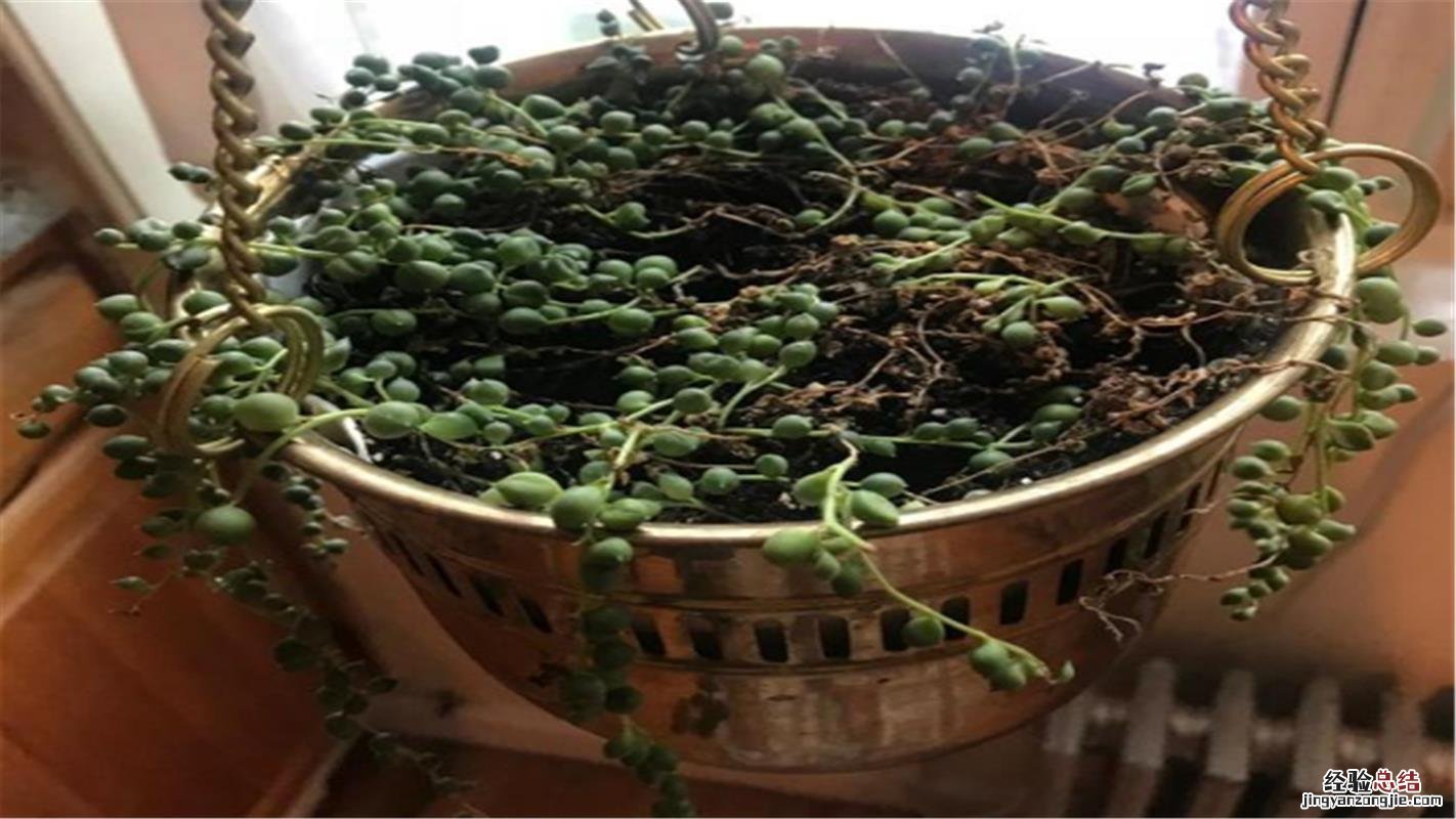 新买的珍珠吊兰怎么养