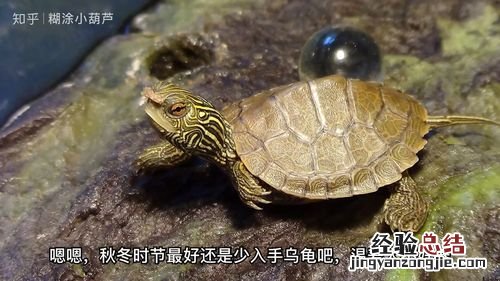 刚买回来的衸昝缭趺囱?