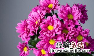 紫色菊花代表什么意思 紫色菊花代表什么意思啊