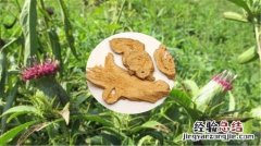 白术的功效与作用