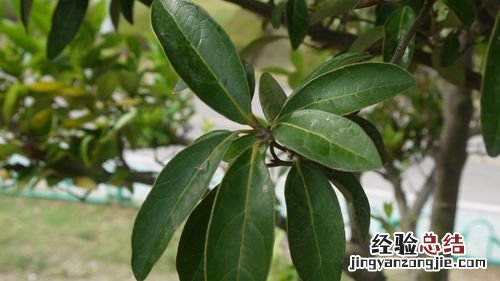 四季桂盆景冬季怎么养护
