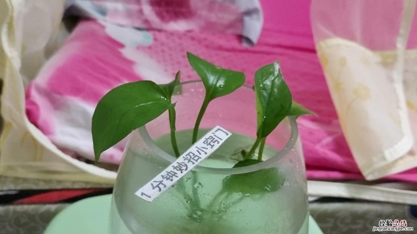 吸毒草视频:垃圾桶捡来的花,处理后放家里还能净化空气