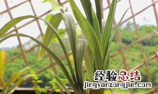 兰香种植方法及注意事项