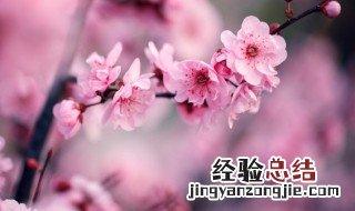 梅兰竹菊的特点 梅兰竹菊的特点和品格