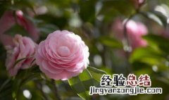 家里养什么花最好?有8种是首选 家里养什么花好都有哪些作用