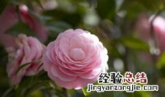 求教山茶花养殖方法 山茶花养殖技巧