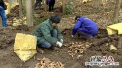 天麻种植前景如何