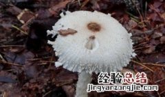 蘑菇保温方法 蘑菇怎么保温