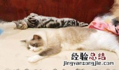 猫可以带上高铁吗 这个是不可以的