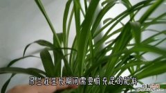 水养吊兰用什么肥，水养吊兰放什么药