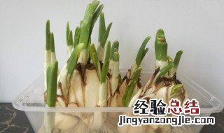 大蒜放冰箱发芽怎么办 要丢掉吗