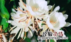 新鲜昙花怎么保存 储昙花的窍门