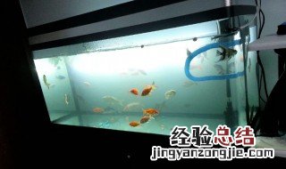 鱼缸水位到过滤器什么位置好 鱼缸水放到过滤器什么位置合适