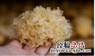 银耳怎么选购较好 银耳怎么选购较好的