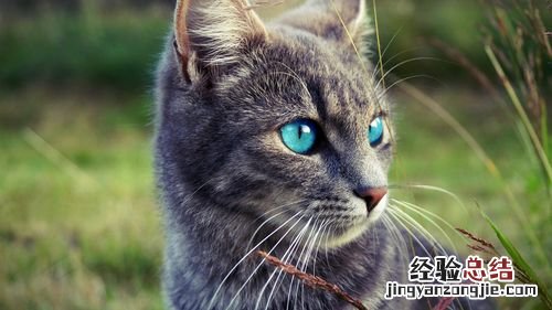 猫的眼睛是什么颜色的