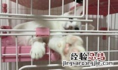 猫咪托运怎么解决吃饭 大小便怎么解决