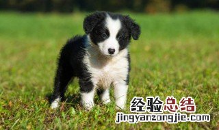 边牧这么聪明为什么不当警犬 为什么不用边牧做警犬