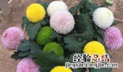 怎样在家里养好乒乓菊 怎样在家里养好乒乓菊花