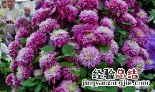 最值得入手的铁线莲品种 必买铁线莲十大品种有哪些
