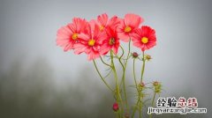 格桑花的种子需要泡吗