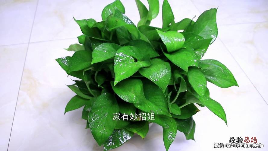 养这几种花，卫生间也能变花园，还能去异味