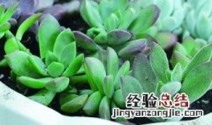 多肉的种植技巧 多肉的种植方法介绍