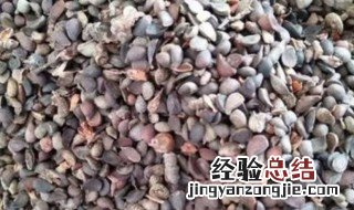 杜梨籽种植方法 杜梨籽如何种植