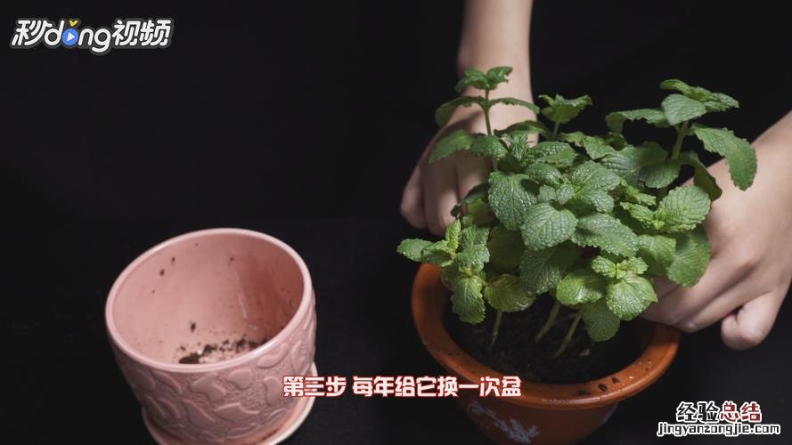 如何养植盆栽薄荷