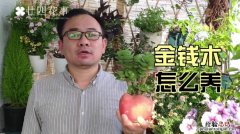 多肉老桩金钱木怎么养