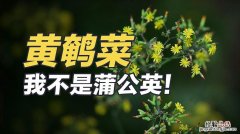 黄鹌菜与蒲公英的区别