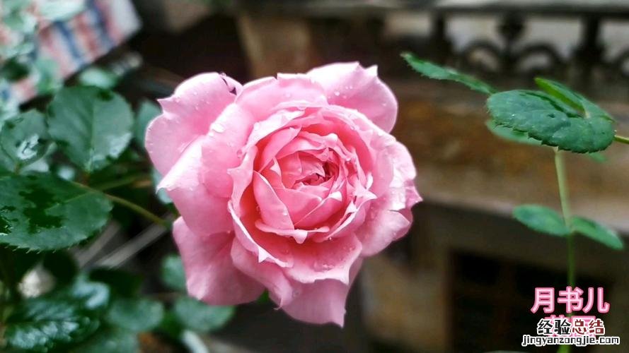 只用简单1招,月季就能日日花开月月爆盆