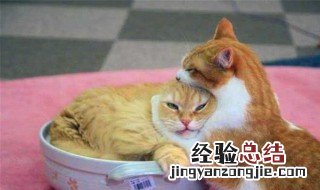 怎么让母猫接受公猫 如何让公猫接受母猫