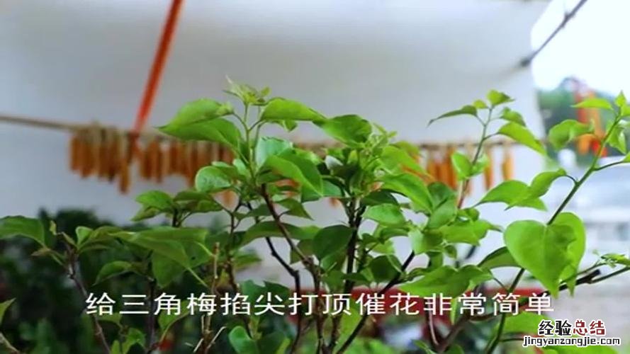 三角梅的养殖方法和注意事项