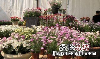 波斯菊种子怎么种 波斯菊种子怎么种植方法