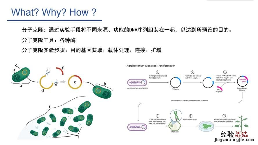 目的基因的4种获取方法