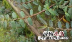 紫皮石斛怎么种 紫皮石斛怎么种植视频