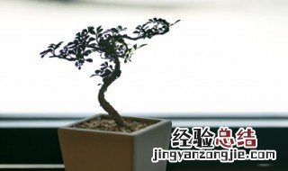 北方最好养的盆景有什么适合养哪些 北方好养的盆景植物